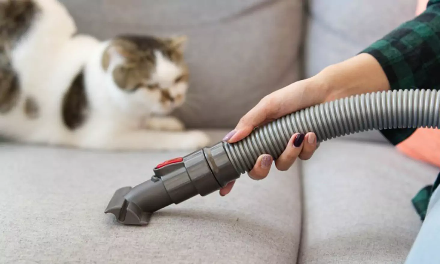 Cat Hair Woes How to Solve Cat Hair Problems Super Catmums